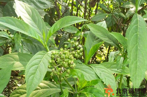 中草药常山功效有哪些 盘点常山的功效和作用