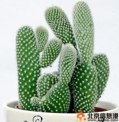 快速缓解牙痛的方法 绿豆荔枝竟能治风火牙痛