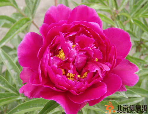 中草药芍药功效有哪些 盘点芍药的功效和作用