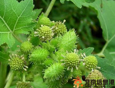 中草药苍耳子功效有哪些 盘点苍耳子的功效和作用