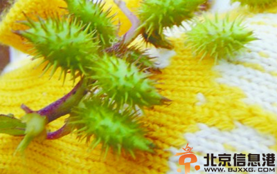 中草药苍耳子功效有哪些 盘点苍耳子的功效和作用