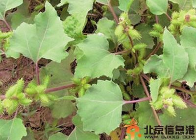 中草药苍耳子功效有哪些 盘点苍耳子的功效和作用