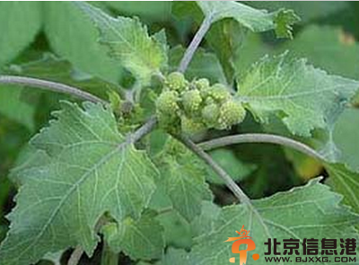 中草药苍耳子功效有哪些 盘点苍耳子的功效和作用