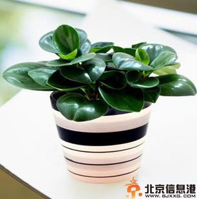 常见室内植物的功效有哪些 摆放在家里是否<a href='http://www.bjxxg.cn/health/' target='_blank'><u>健康</u></a>