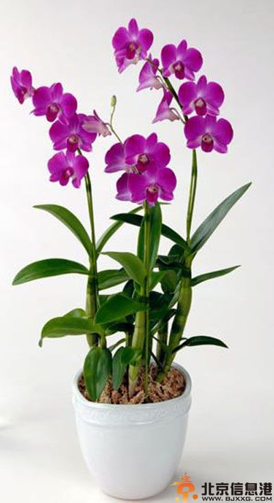 常见室内植物的功效有哪些 摆放在家里是否健康