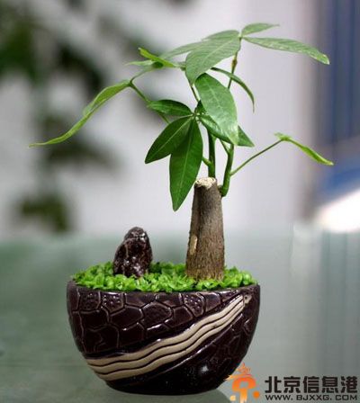 常见室内植物的功效有哪些 摆放在家里是否健康