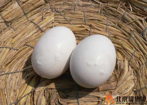 鸽蛋的营养价值分析 注意适用人群很重要
