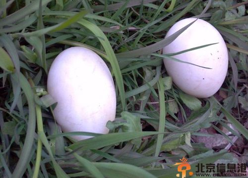 鹅蛋的营养价值有哪些 了解食物相克忌与鸡蛋同食