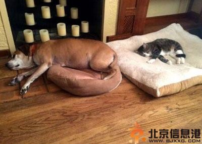 搞笑图片笑死人 这是光头人面像吗