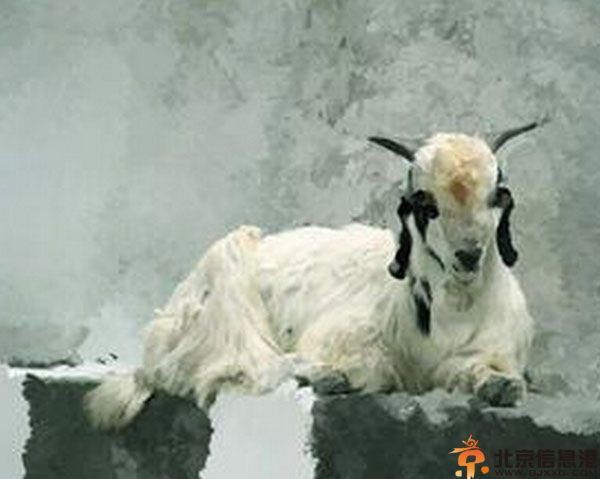 白羊座女生的性格弱点 <a href='http://www.bjxxg.com/health/liangxing/' target='_blank'><u>男人</u></a>眼中的白羊女解析