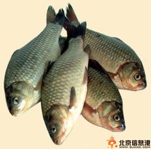 盘点鲫鱼的营养价值 和中补虚好食材