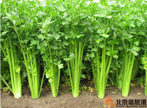 什么蔬菜减肥 推荐六种常见减肥食物