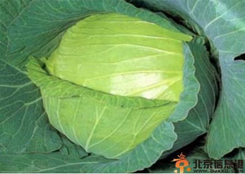 秋冬美味减肥蔬菜 瘦身与美肤同时进行