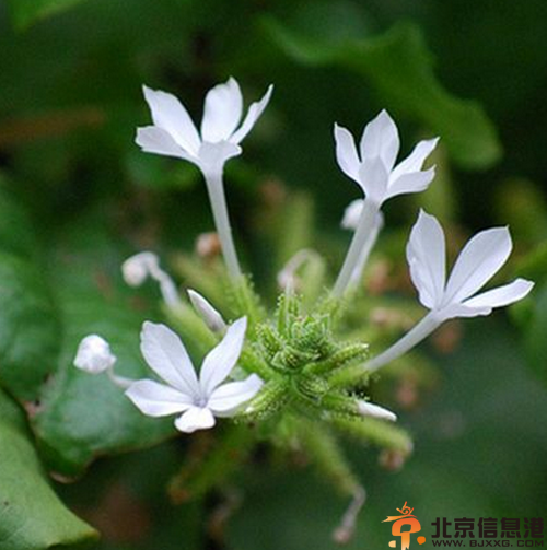 中草药白花丹功效有哪些 盘点白花丹的功效和作用