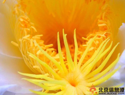 如何自制美白祛斑面膜 健康有效的护理肌肤