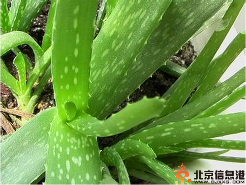 男士美白小窍门 让你告别暗黄肌肤