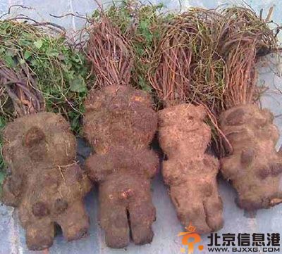 男性滋阴补肾的食物推荐 帮你缓解肾虚症状