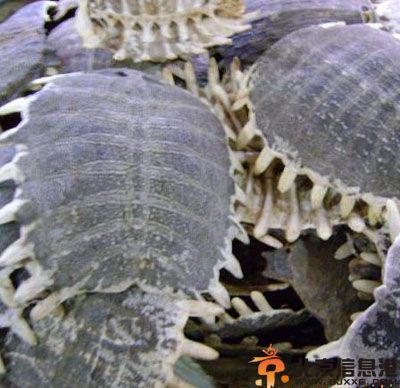 男性滋阴补肾的食物推荐 帮你缓解肾虚症状