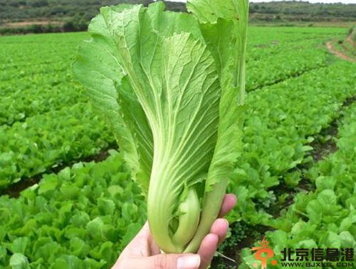 盘点芥菜的功效与作用 芥菜食用方法简介