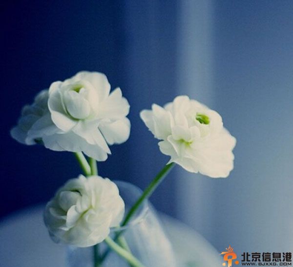 2014双子座运势解析 事业爱情财运看这里