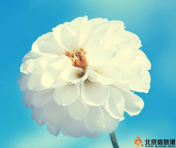狮子座和什么座最配 与十二星座配对详情
