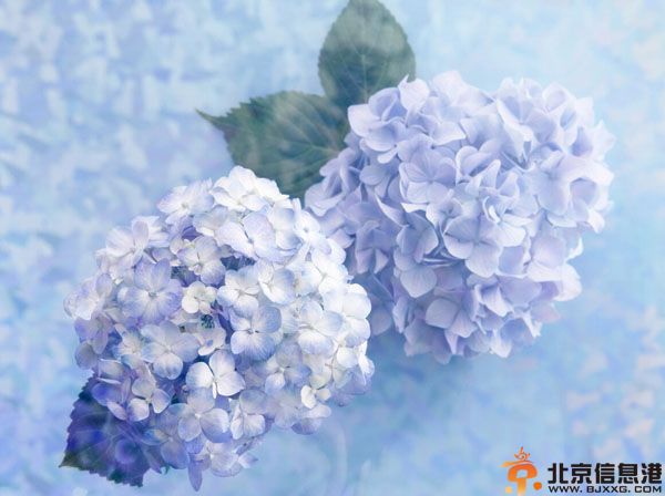 2014处女座运势解析 分析处女座的全面运程