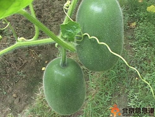 冬瓜的营养价值及功效解析 可清热生津解暑除烦