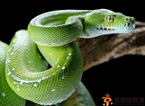 拉伊·辛格遇毒蛇先下口为强 揭遇到毒蛇怎么办