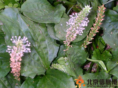 中草药车前草功效有哪些 盘点车前草的功效和作用
