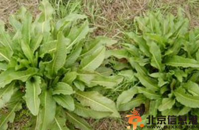 中草药板蓝根功效有哪些 盘点板蓝根的功效和作用