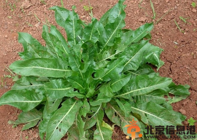 中草药板蓝根功效有哪些 盘点板蓝根的功效和作用