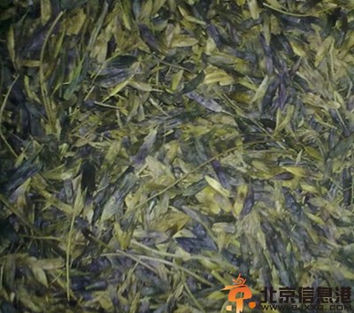中草药板蓝根功效有哪些 盘点板蓝根的功效和作用