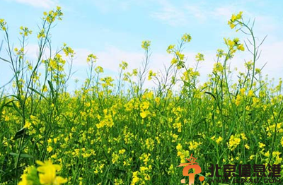 中草药白芥子功效有哪些 盘点白芥子的功效和作用