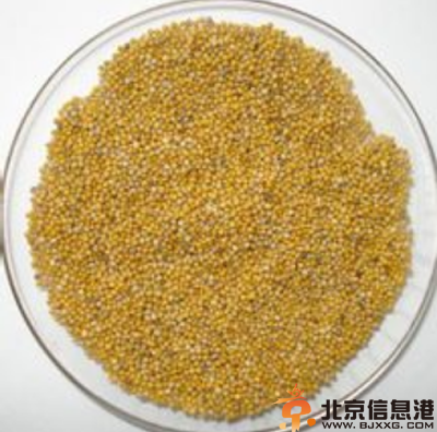中草药白芥子功效有哪些 盘点白芥子的功效和作用