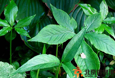 中草药半夏功效有哪些 盘点半夏的功效和作用