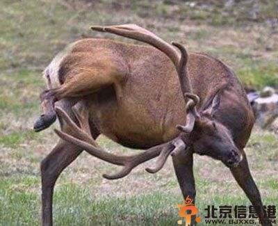 亮点图女生为什么养兔子 可以光明正大买萝卜
