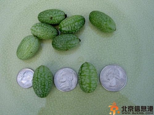 世界上最小的西瓜图片 一口一个价格不菲