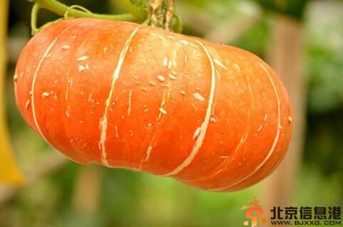 盘点南瓜的营养价值及功效 可补中益气降血脂