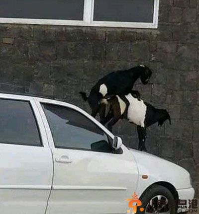 亮点图不易察觉的真相 西瓜上的山水图