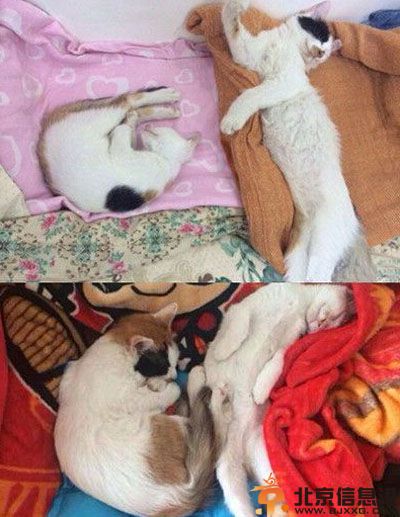 二货萌宠的搞笑图片 给你们感受下浓眉大眼