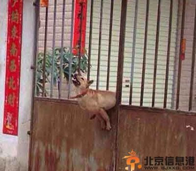 二货萌宠的搞笑图片 给你们感受下浓眉大眼