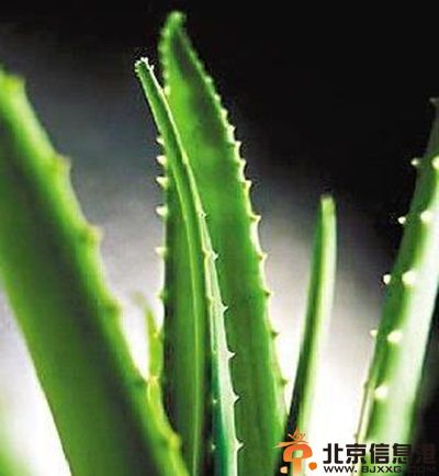 教你自制晒后修复面膜 轻松还您健康容颜