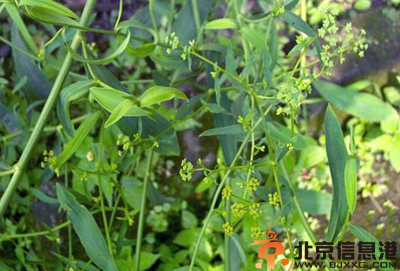 中草药柴胡功效有哪些 盘点柴胡的功效和作用