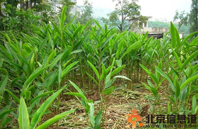 中草药干姜功效有哪些 盘点干姜的功效和作用