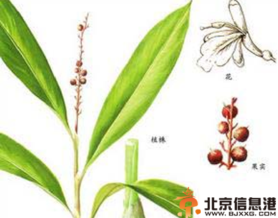 中草药干姜功效有哪些 盘点干姜的功效和作用