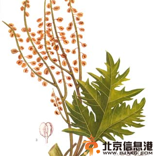 中草药大黄功效有哪些 盘点大黄的功效和作用