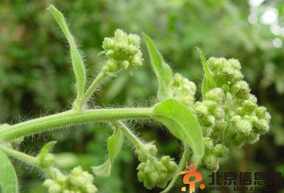 中草药大风艾功效有哪些 盘点大风艾功效和作用