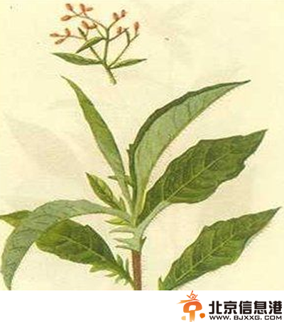 中草药大风艾功效有哪些 盘点大风艾功效和作用