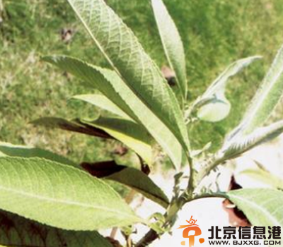中草药大风艾功效有哪些 盘点大风艾功效和作用