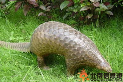 中草药穿山甲功效有哪些 盘点穿山甲功效和作用